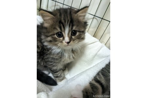細井芳恵ブリーダーの詳細