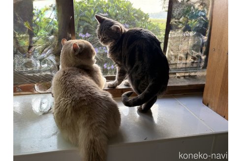 田上寿江ブリーダーの詳細