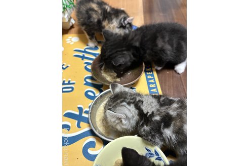 田上寿江ブリーダーの詳細