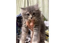 宮本ありさブリーダー