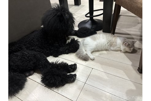 宮本ありさブリーダーの詳細