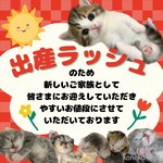 堀江優哉ブリーダー