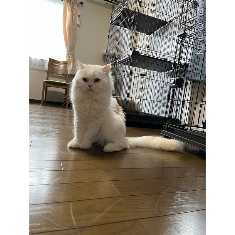 森弘涼子ブリーダーの詳細