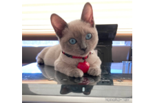 落合宏美ブリーダー