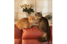 貞包佳代ブリーダー