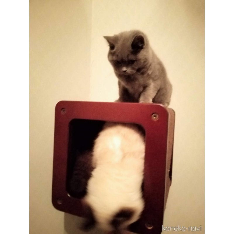 岡村美希ブリーダーの詳細