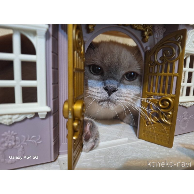 岡村美希ブリーダーの詳細