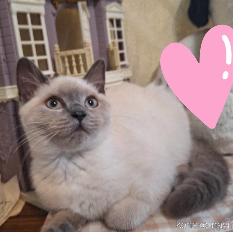 岡村美希ブリーダーの詳細