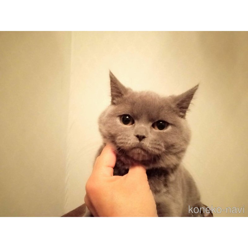 岡村美希ブリーダーの詳細