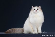 石延智ブリーダー