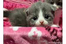 高橋寿恵ブリーダー