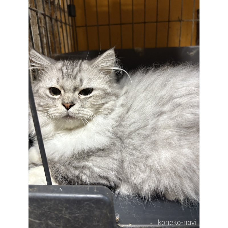 販売中のミヌエットの親猫