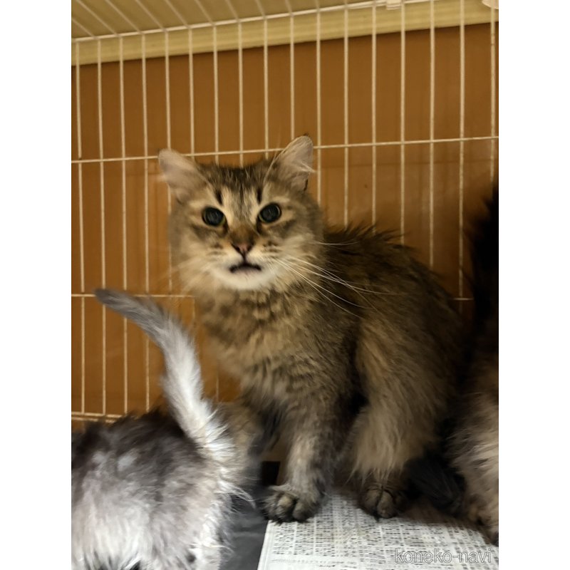販売中のミヌエットの親猫