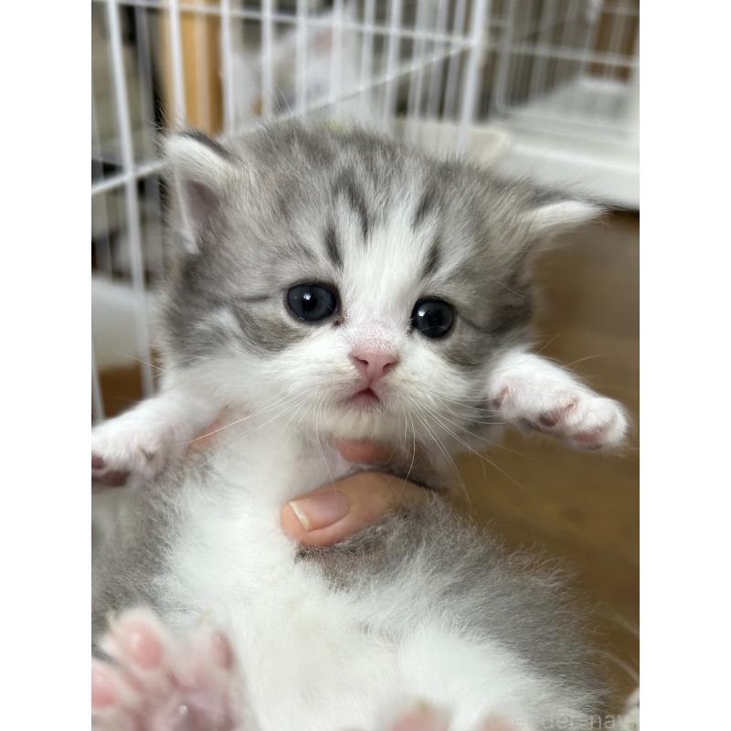 安藤嘉余子ブリーダーの詳細の1枚目