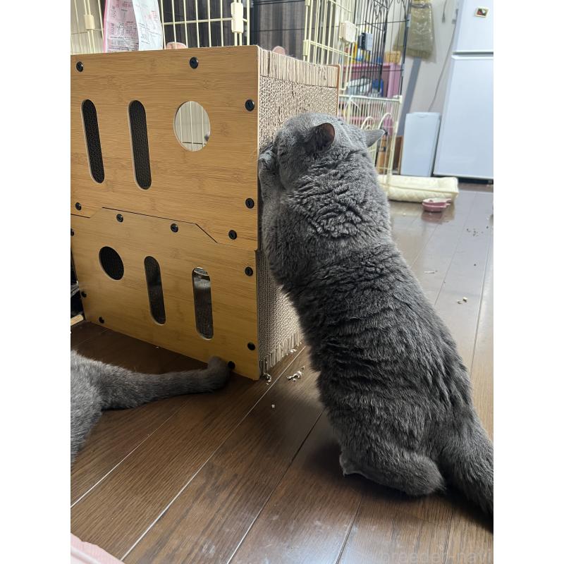 田辺昌美ブリーダーの詳細