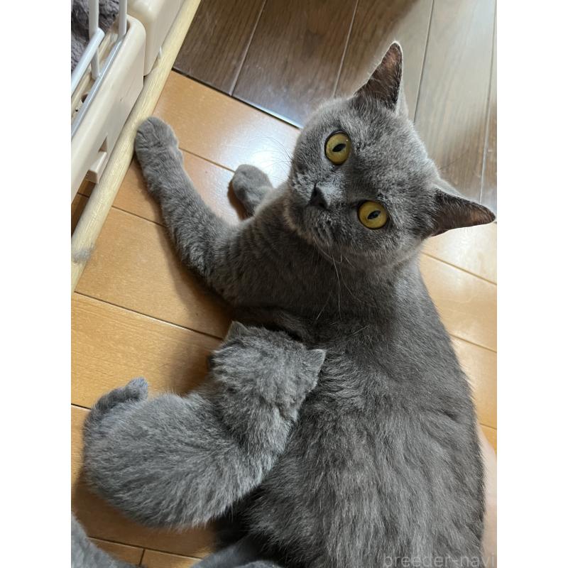 田辺昌美ブリーダーの詳細