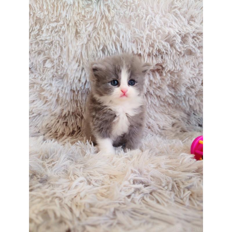 小山あすかブリーダーの詳細
