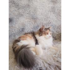小山あすかブリーダー