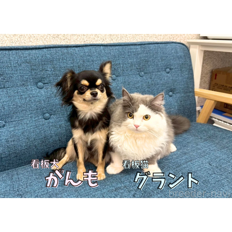 平ほの花ブリーダーの詳細の1枚目