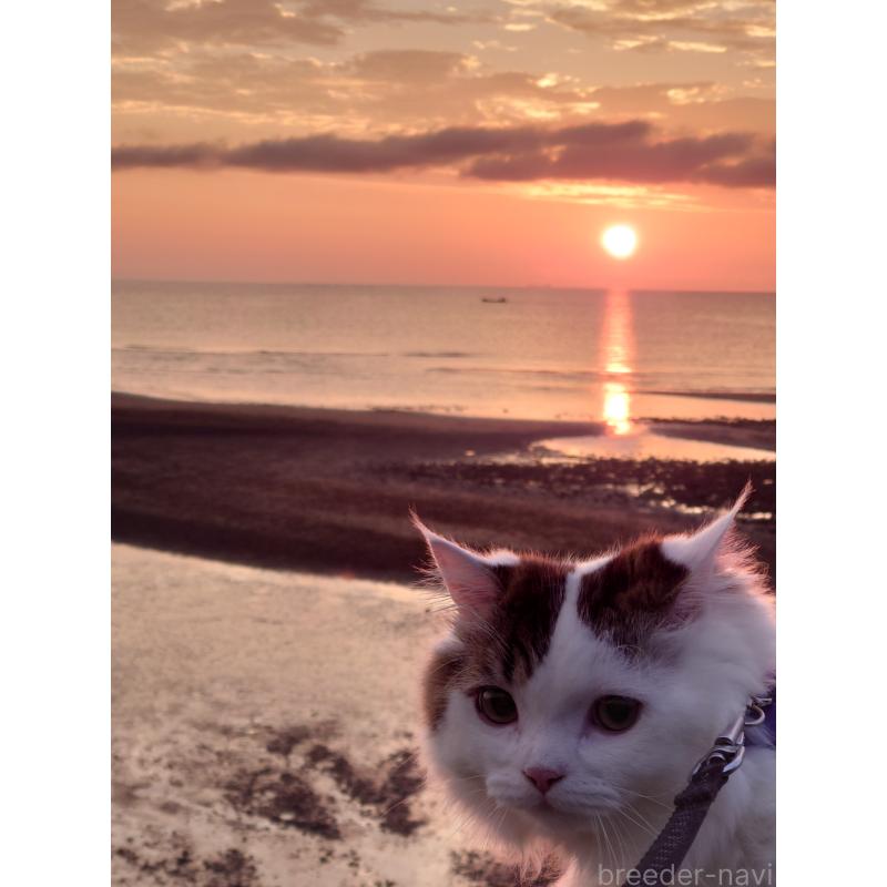 吉村健児ブリーダーの詳細の1枚目