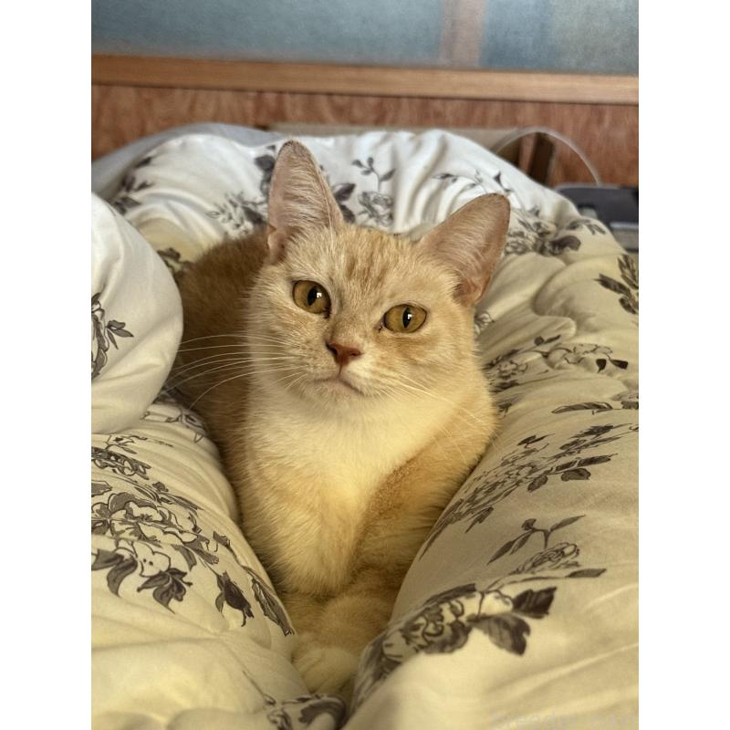 牧愛理ブリーダーの詳細