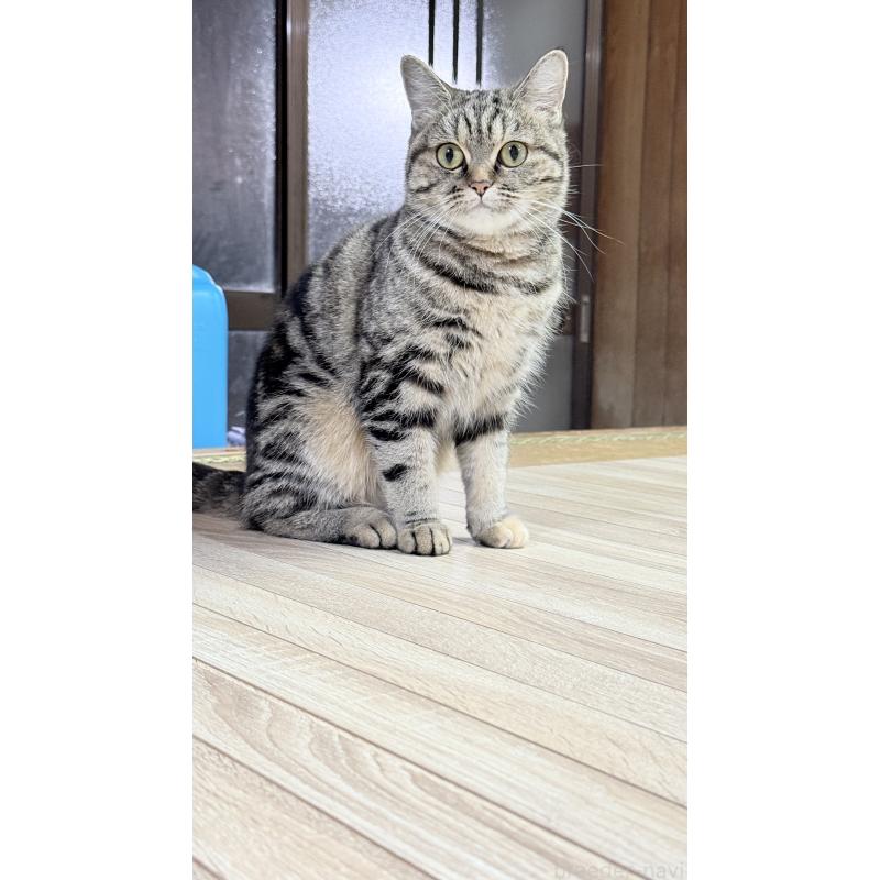 牧愛理ブリーダーの詳細