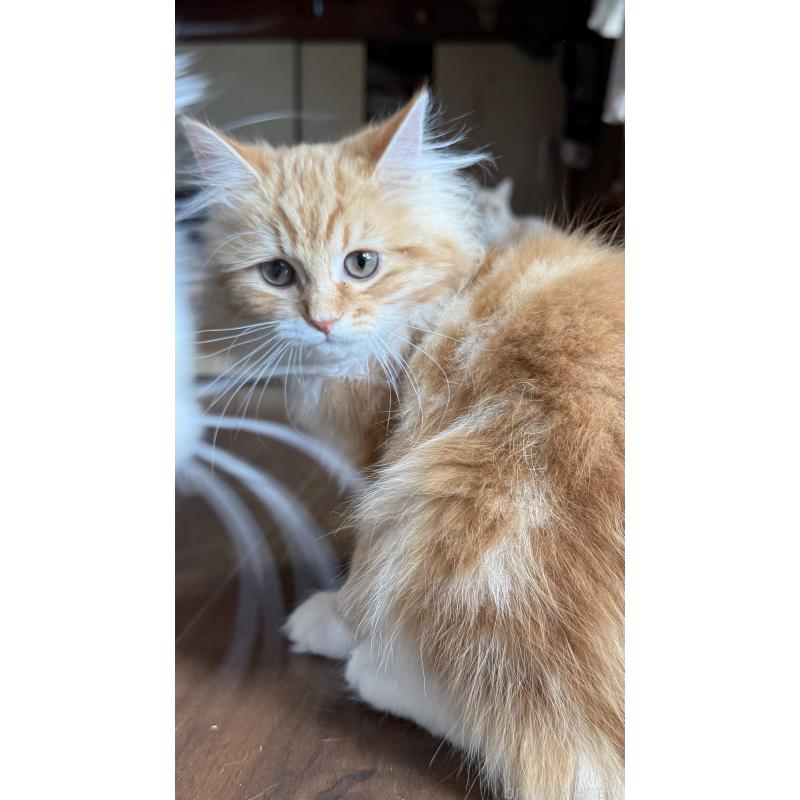 牧愛理ブリーダーの詳細