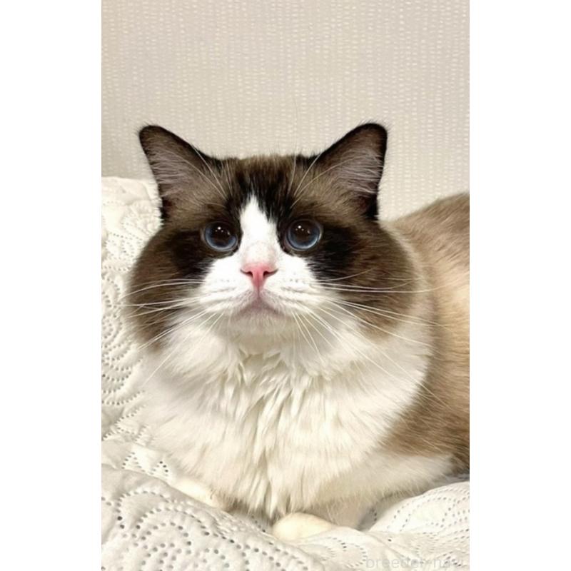 泊一美ブリーダーの詳細の1枚目
