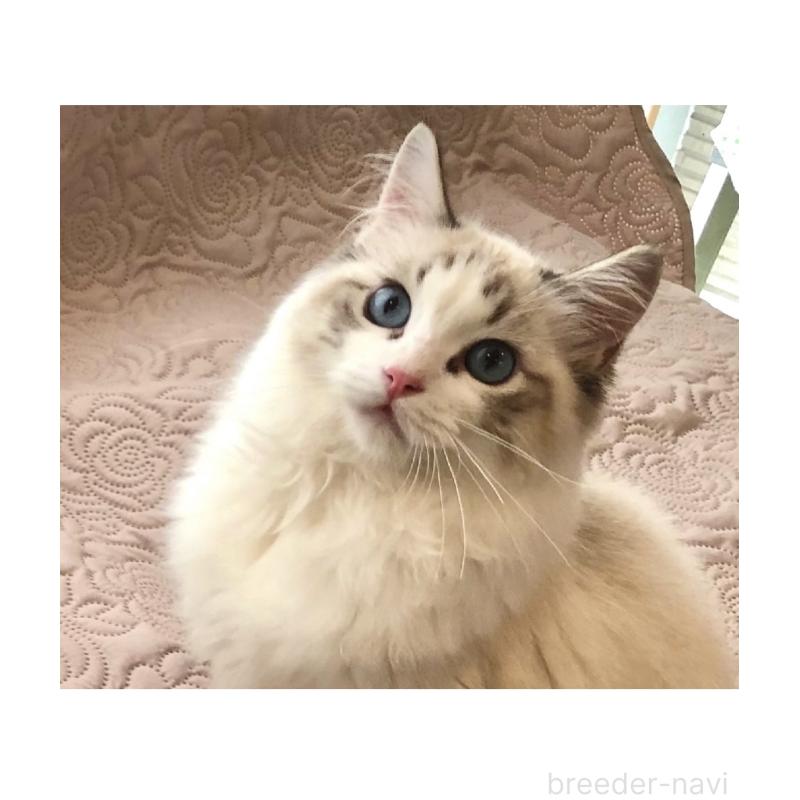 泊一美ブリーダーの詳細
