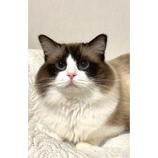 泊一美ブリーダー