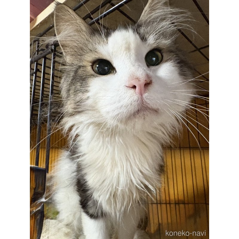 販売中のノルウェージャンフォレストキャットの親猫