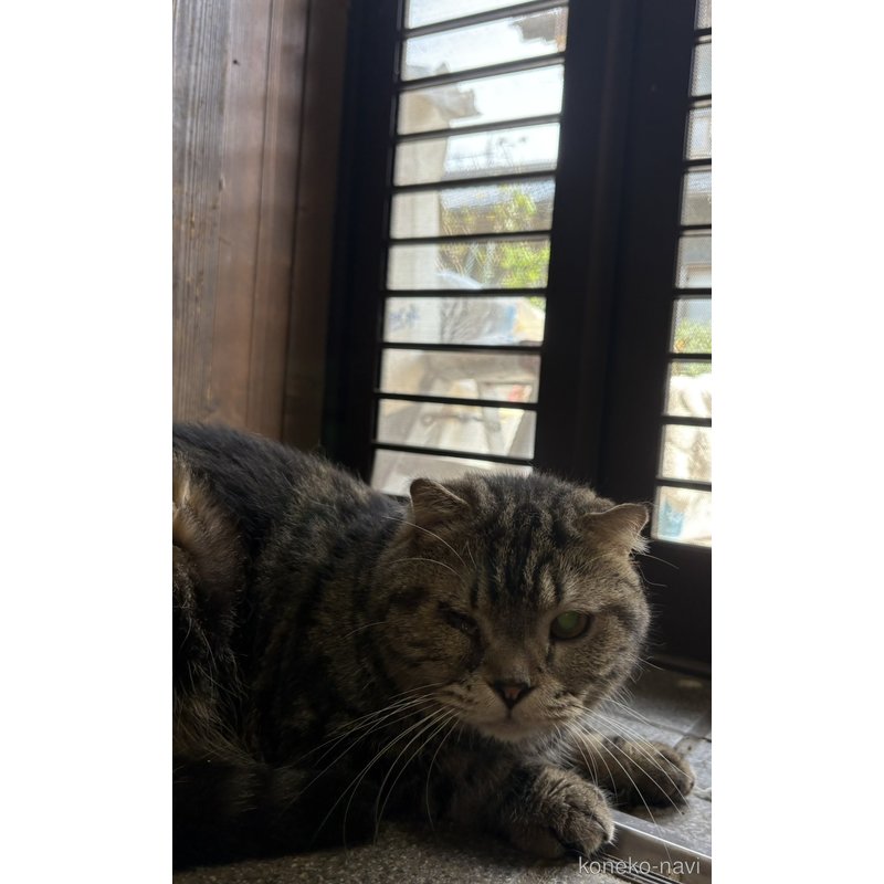 販売中のスコティッシュフォールド(折れ耳)の親猫