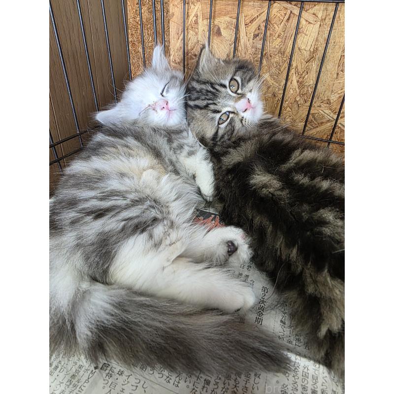 岡野将之ブリーダーの詳細