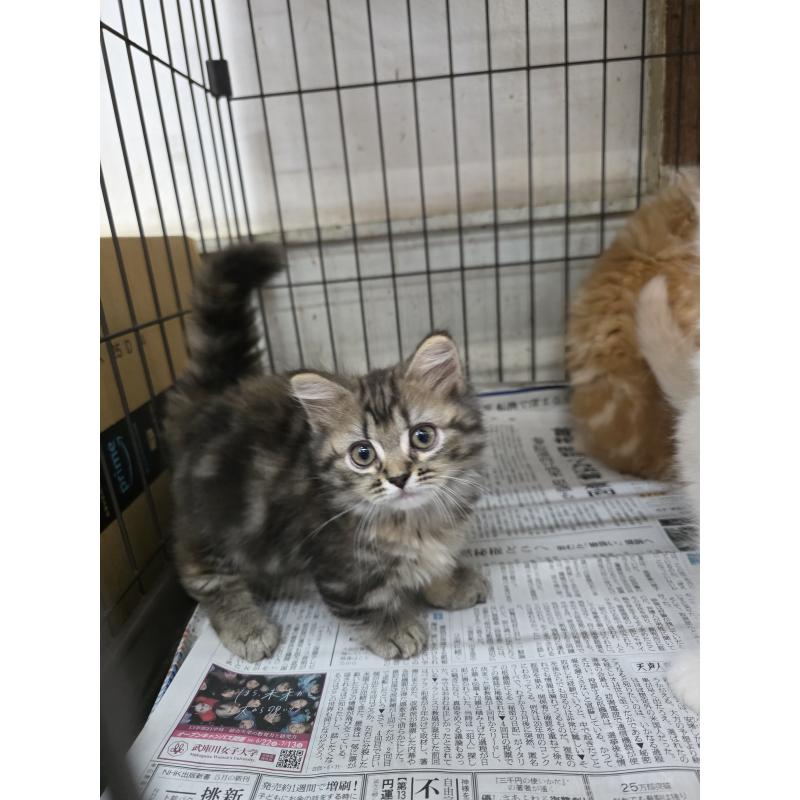 岡野将之ブリーダーの詳細