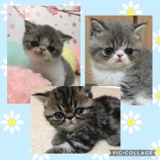 井上由紀ブリーダー