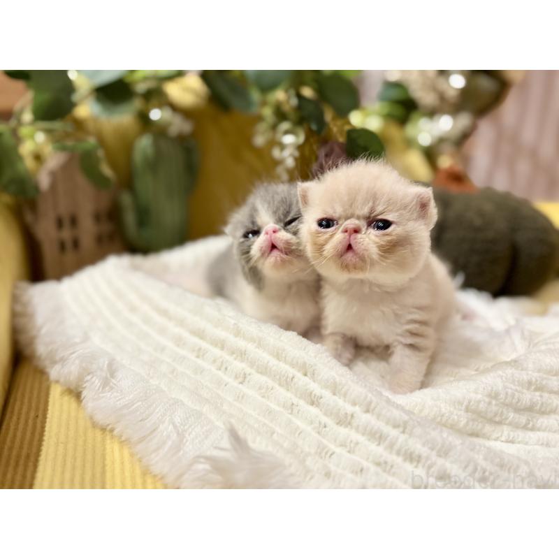 奥野なつきブリーダーの詳細