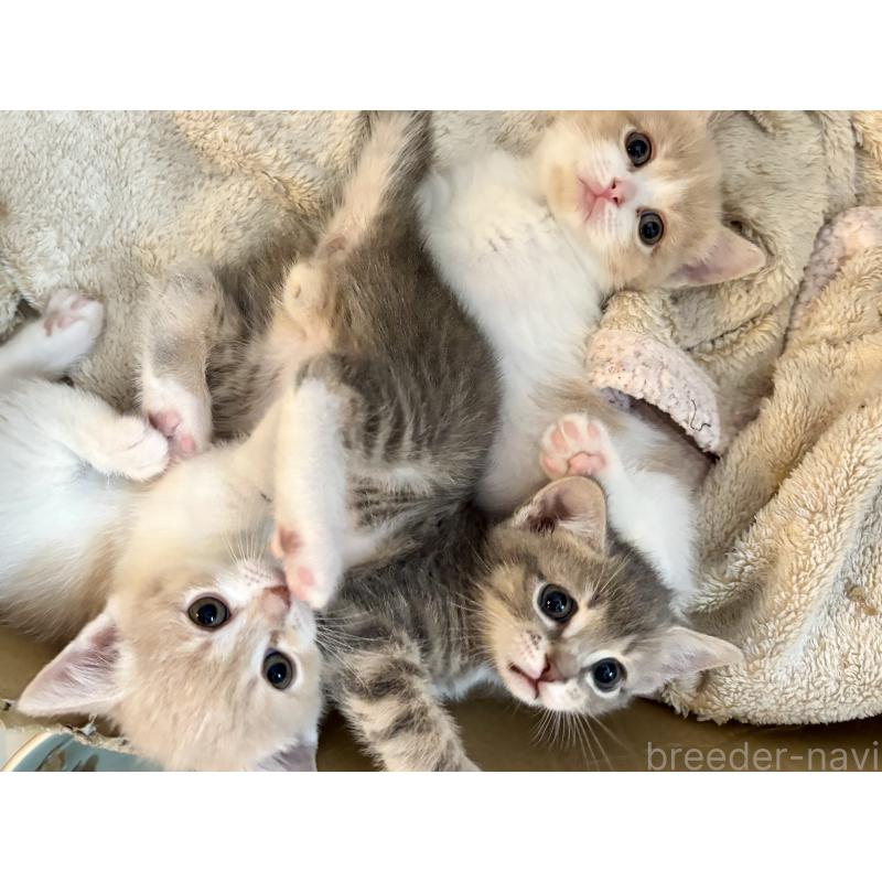 奥野なつきブリーダーの詳細