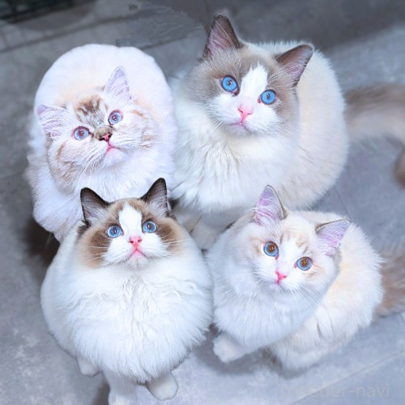 宍倉仁美ブリーダーの詳細の1枚目