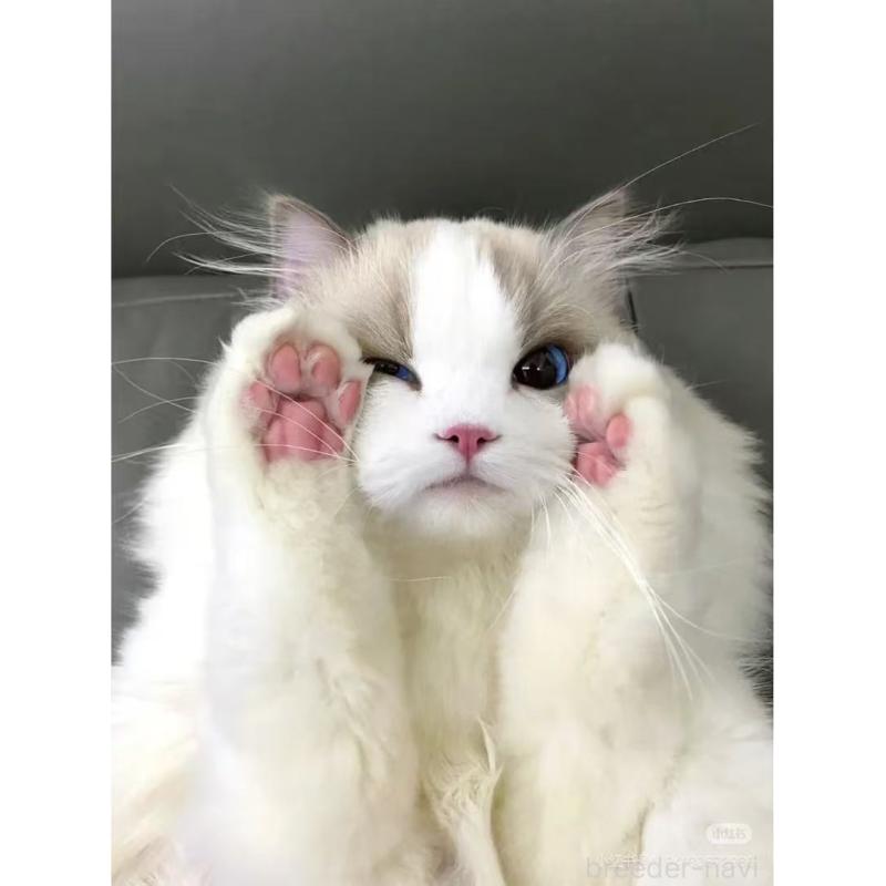 MAMINGSENブリーダーの詳細の1枚目