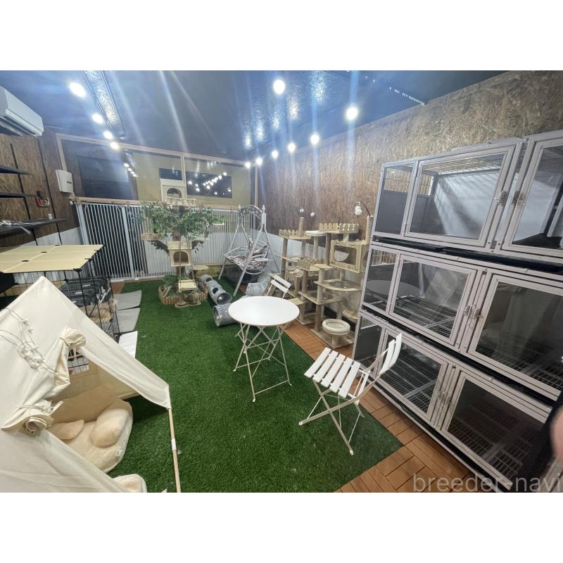 MAMINGSENブリーダーの詳細