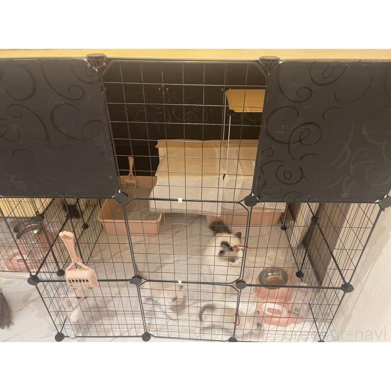 MAMINGSENブリーダーの詳細