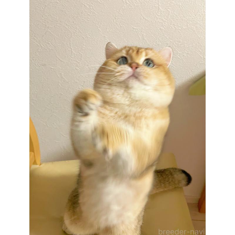 王思帆ブリーダーの詳細