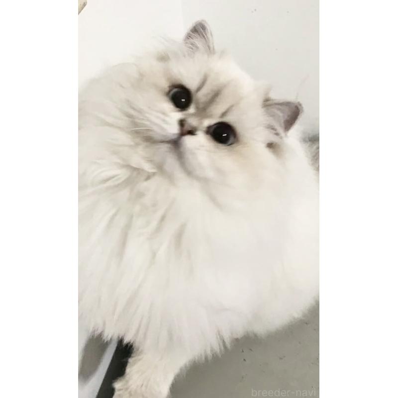 王思帆ブリーダーの詳細