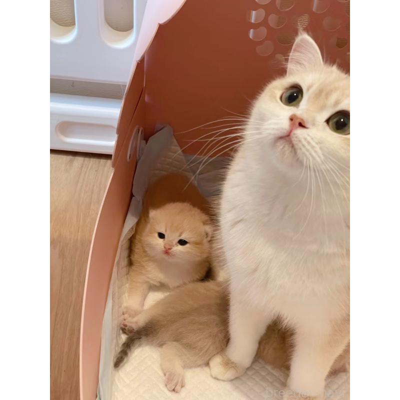 王思帆ブリーダーの詳細