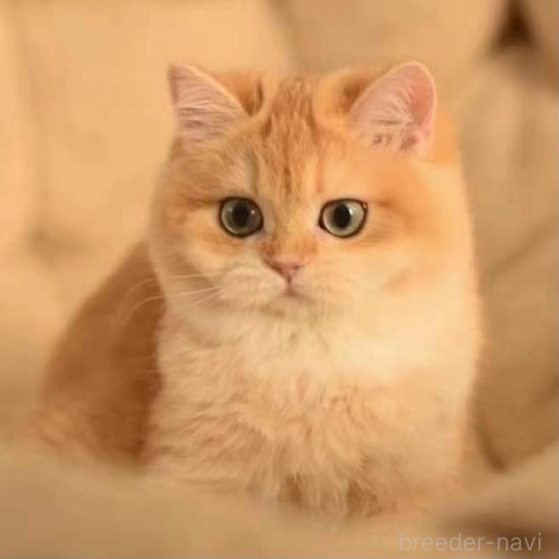 王思帆ブリーダーの詳細