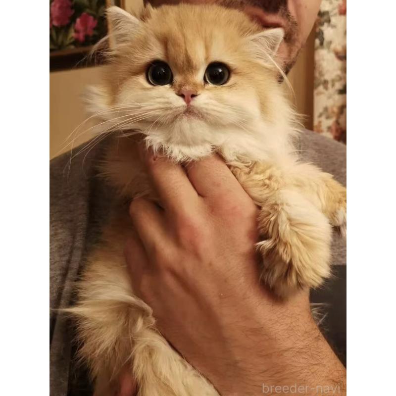 王思帆ブリーダーの詳細