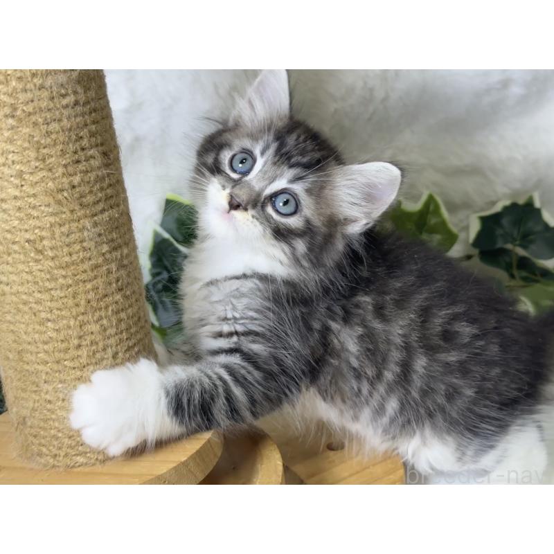 小澤昌伸ブリーダーの詳細