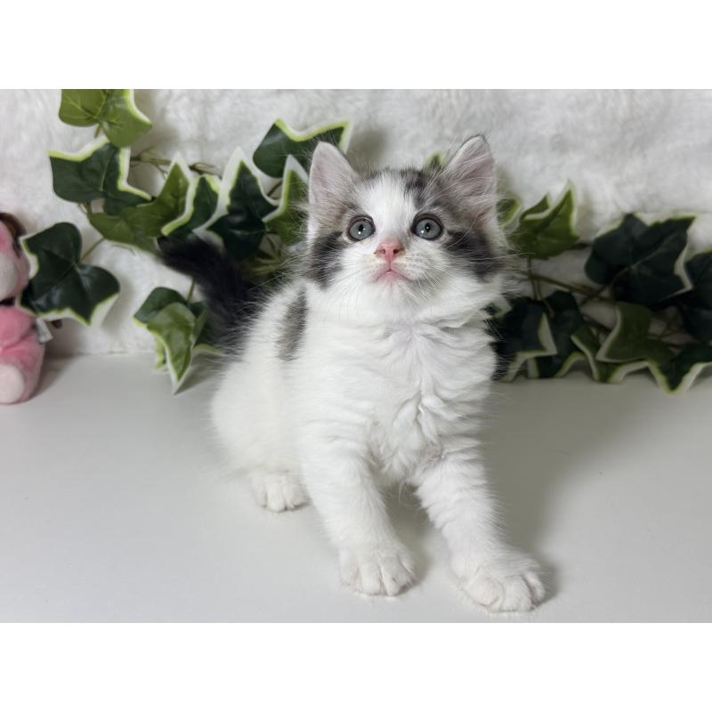 小澤昌伸ブリーダーの詳細