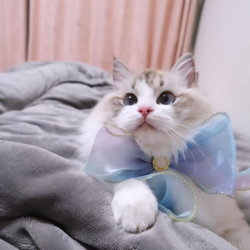 高新凱ブリーダーの詳細