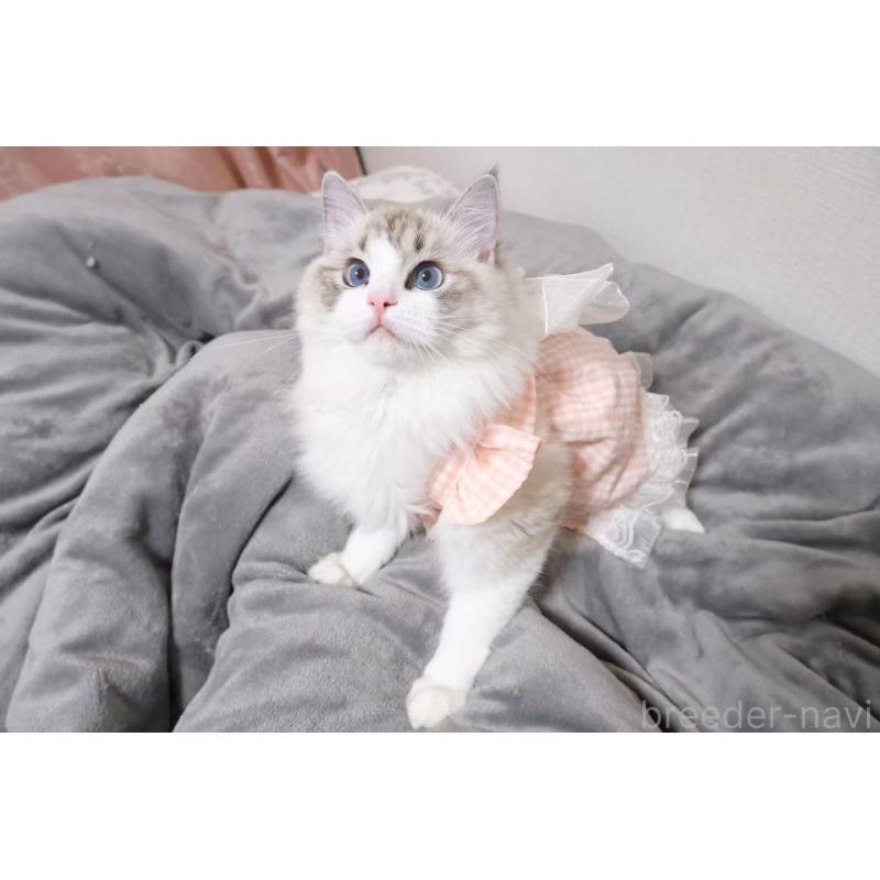 高新凱ブリーダーの詳細